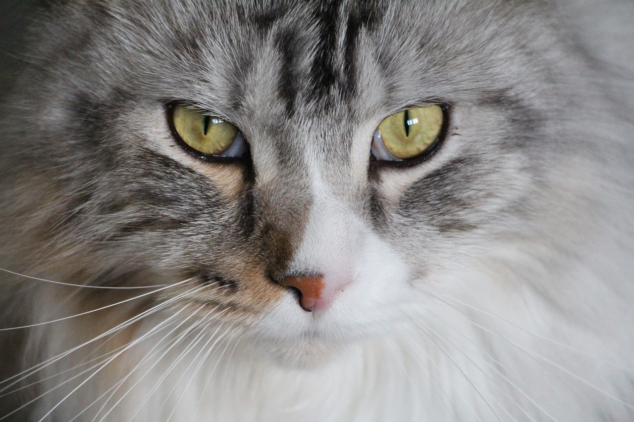 Why Maine Coon Cats Are So Popular